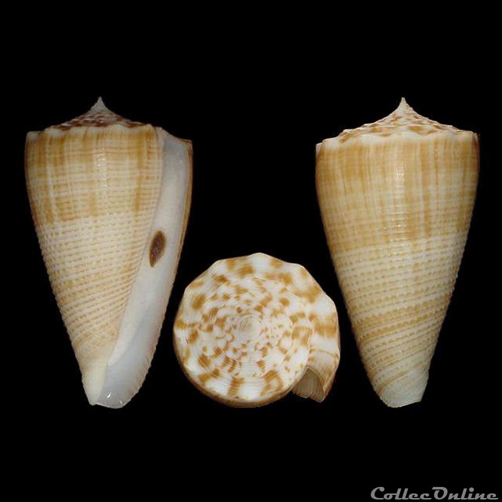 Asprella bocki (Sowerby III, 1881) coquillages fossiles gastropoda asprella bocki sowerby iii 1881