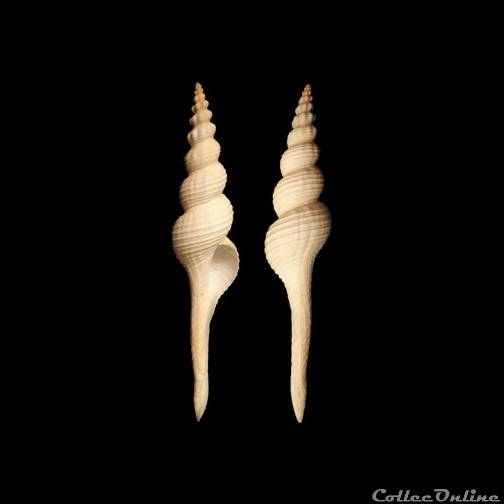 Fasciolariidae - Apertifusus meyeri (Duncker, 1869) coquillages fossiles gastropoda fasciolariidae apertifusus meyeri duncker 1869