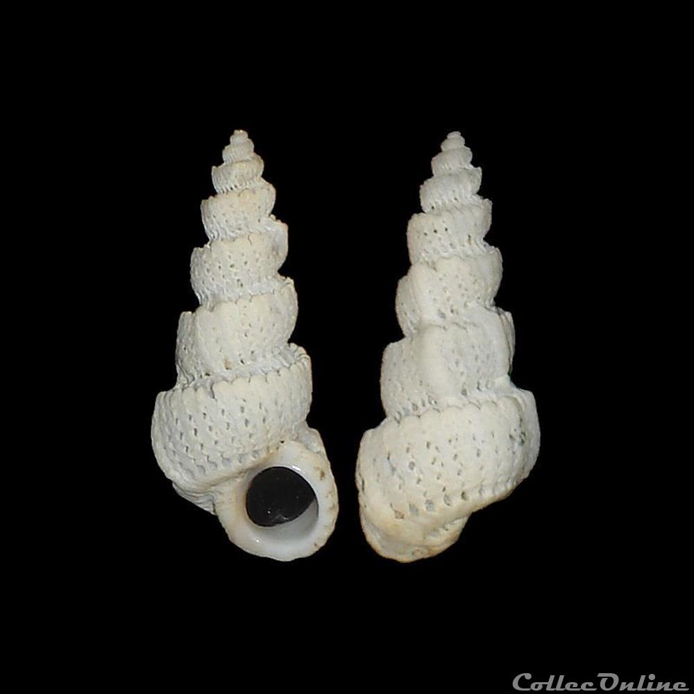Epitoniidae - Cirsotrema pumiceum (Brocchi, 1814) coquillage fossile gastropodum epitoniidae cirsotrema pumiceum brocchi 1814