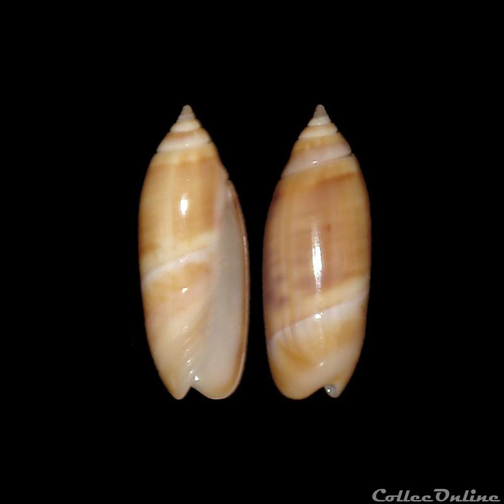 Olividae - Agaronia acuminata boavistensis (Burnay & Conceição, 1986) coquillages fossiles gastropoda olividae agaronia acuminata boavistensis burnay conceicao 1986