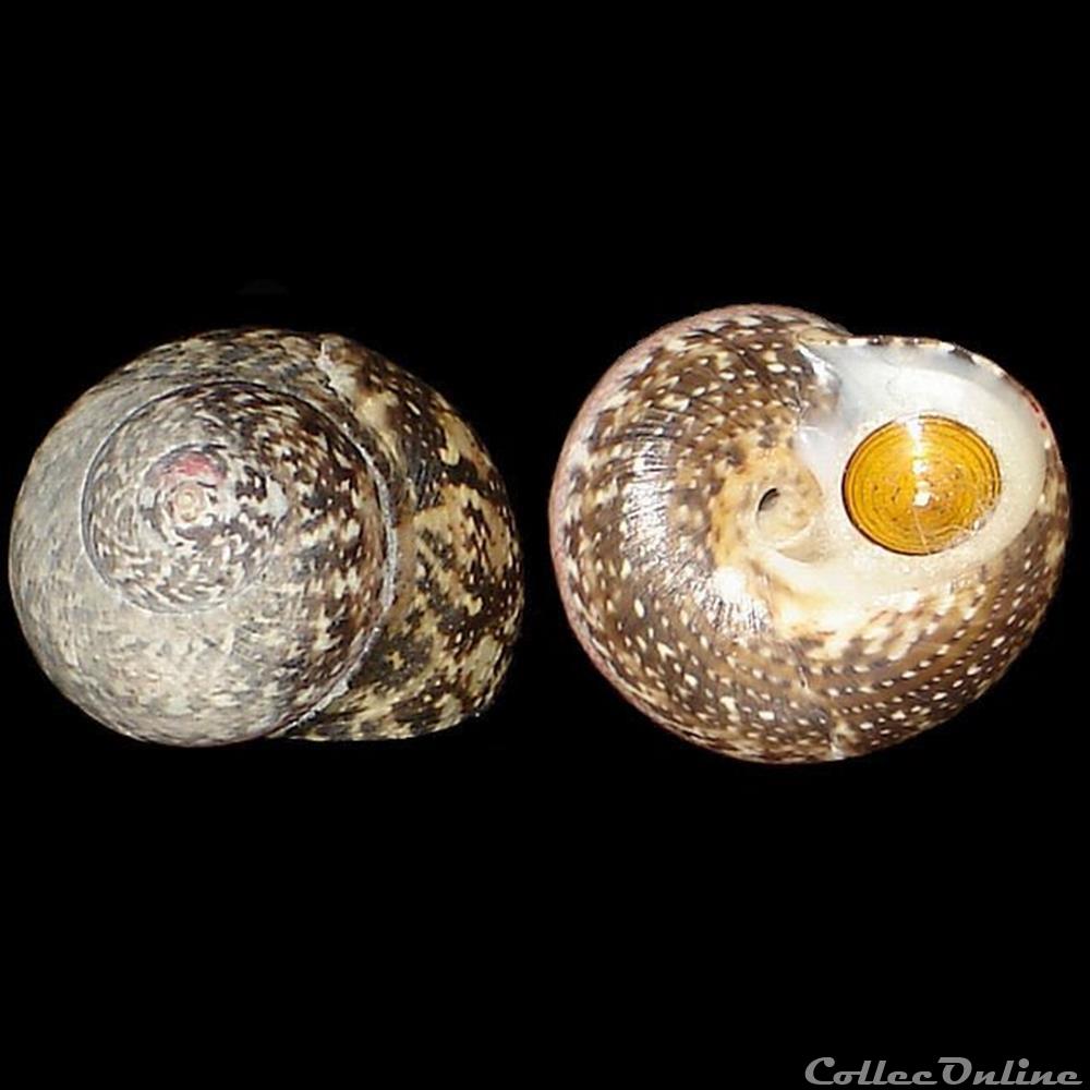 Turbinidae - Tegula fasciata (Born, 1778) coquillages fossiles gastropoda turbinidae tegula fasciata born 1778