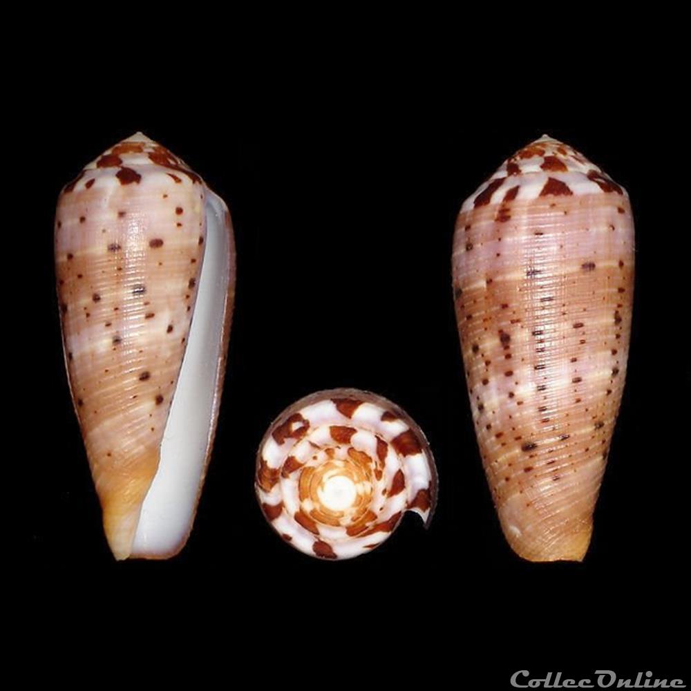 Pionoconus circumcisus (Born, 1778) coquillages fossiles gastropoda pionoconus circumcisus born 1778