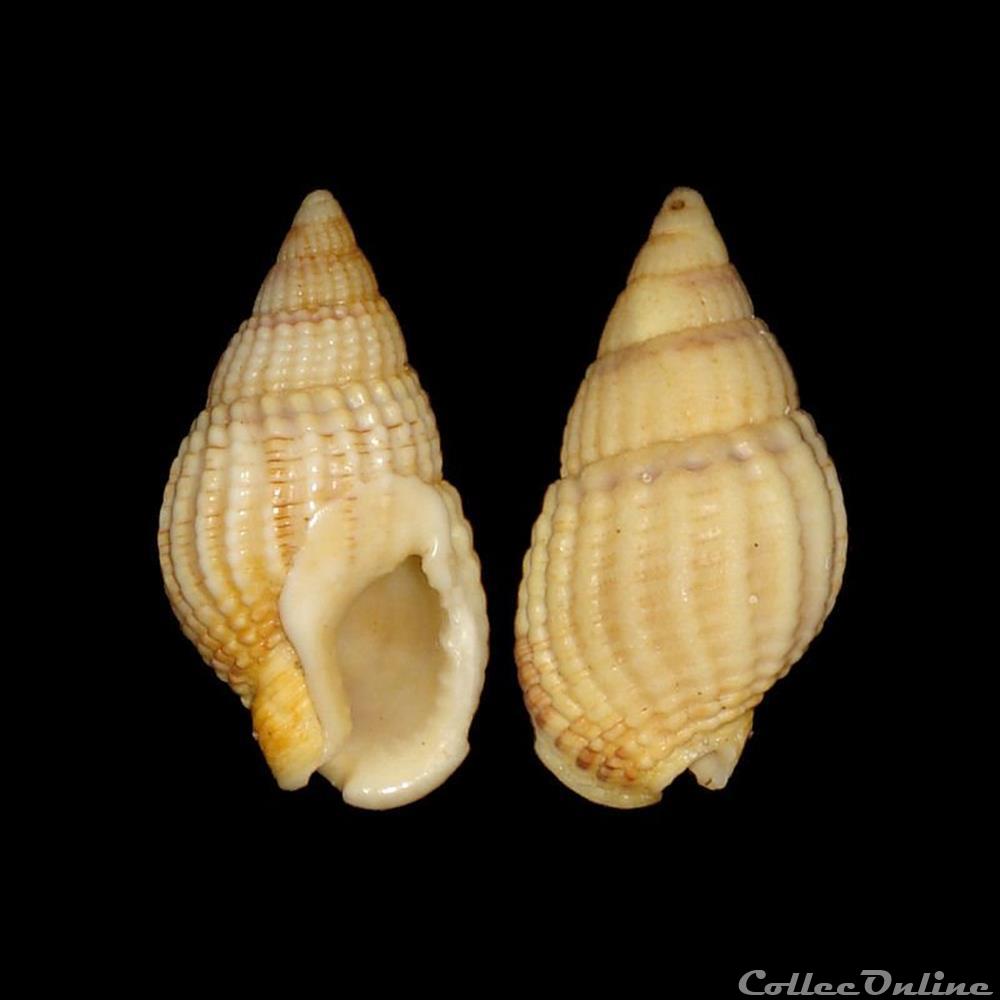 Nassariidae - Tritia reticulata (Linné, 1758) coquillages fossiles gastropoda nassariidae tritia reticulata linne 1758