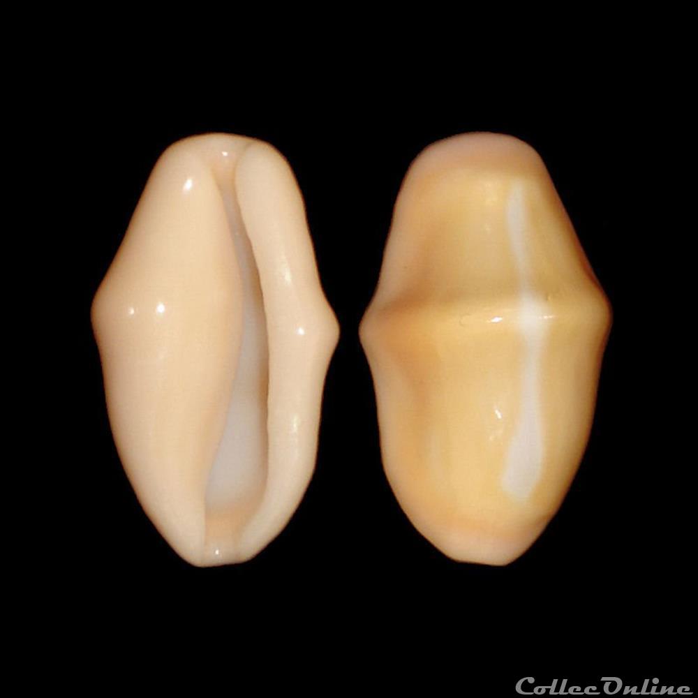 Ovulidae - Cyphoma gibbosum (Linné, 1758) coquillages fossiles gastropoda ovulidae cyphoma gibbosum linne 1758