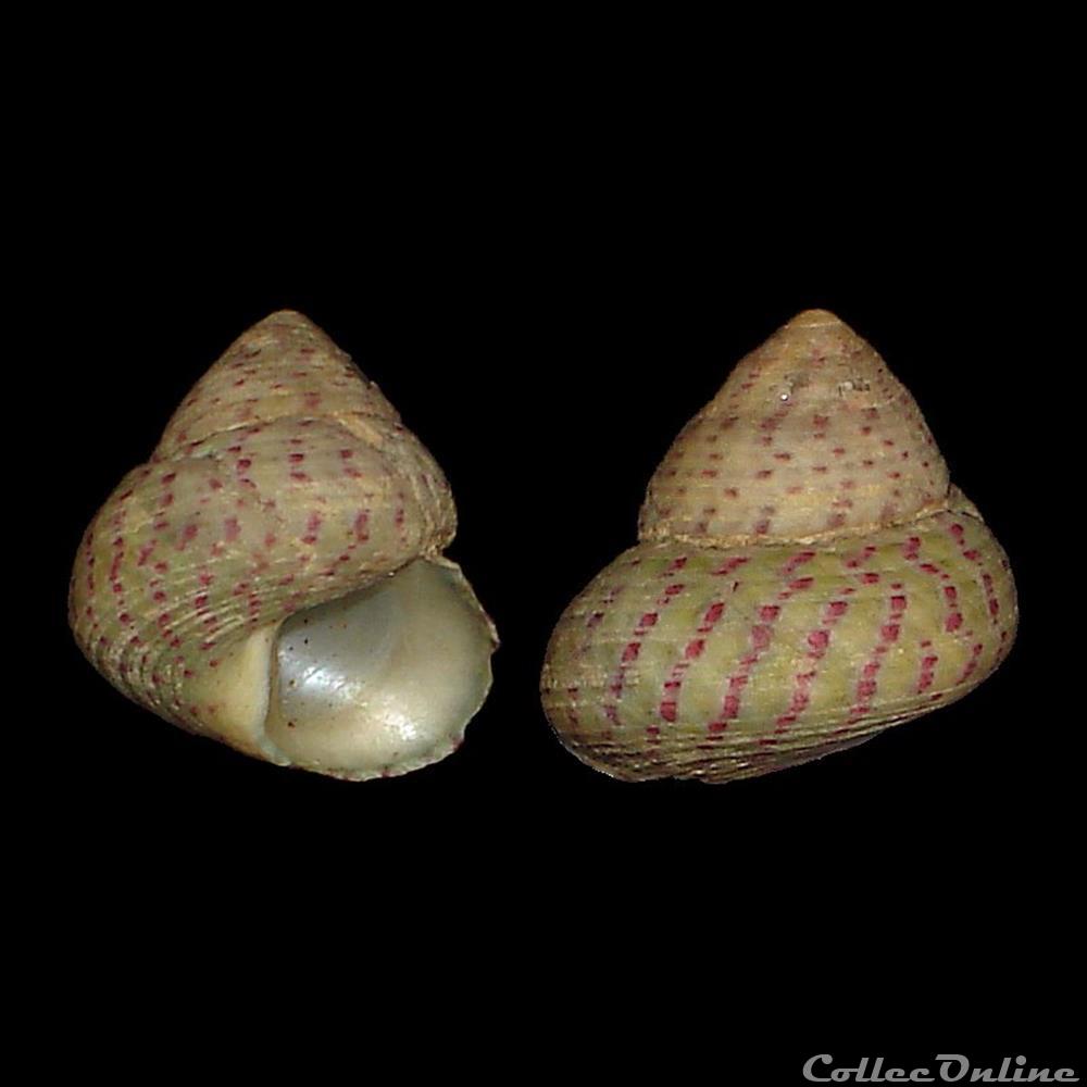 coquillage fossile gastropodum trochidae steromphala divaricata linnaeus 1758