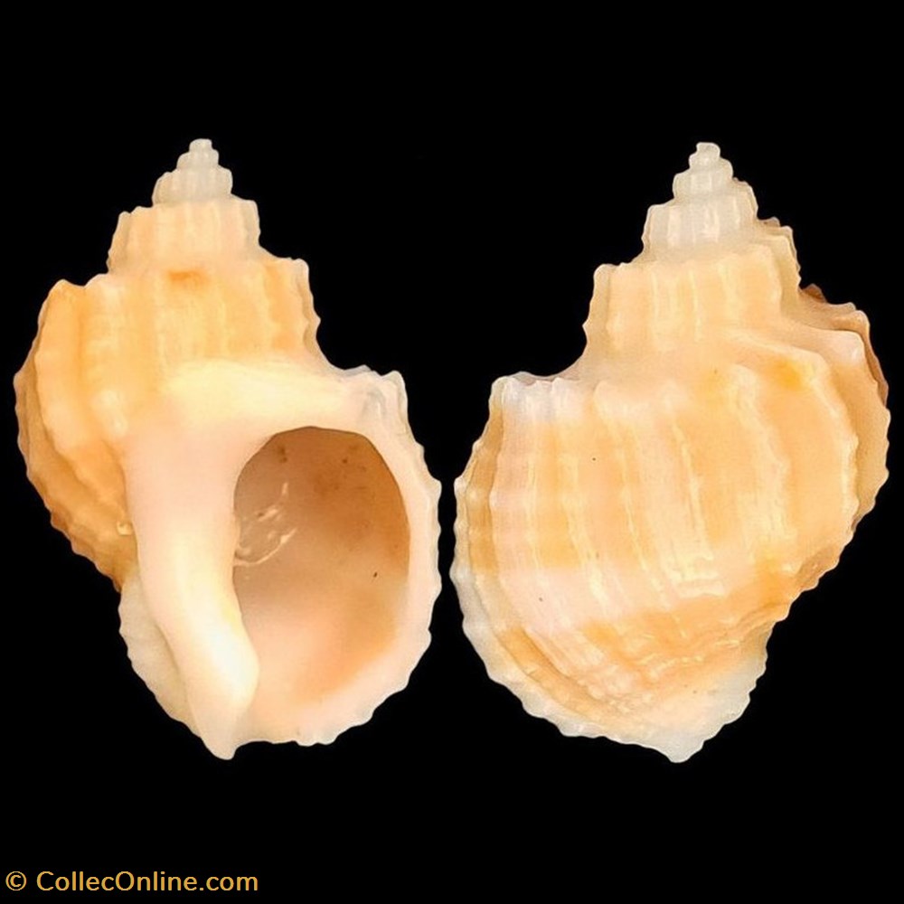 coquillages fossiles gastropoda cancellariidae solatia piscatoria gmelin 1791