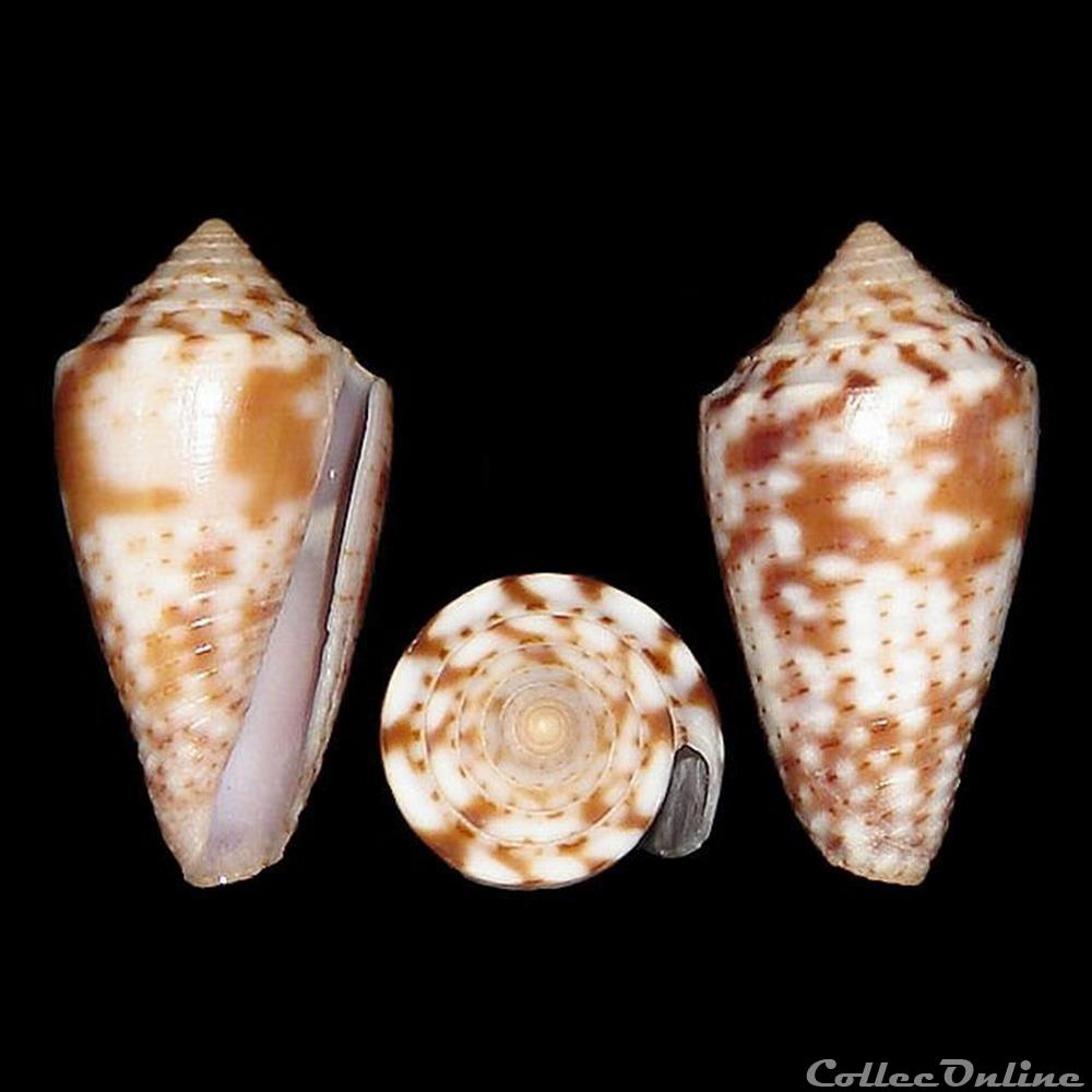 Jaspidiconus ericmonnieri (Petuch & Myers, 2014) coquillages fossiles gastropoda jaspidiconus ericmonnieri petuch myers 2014