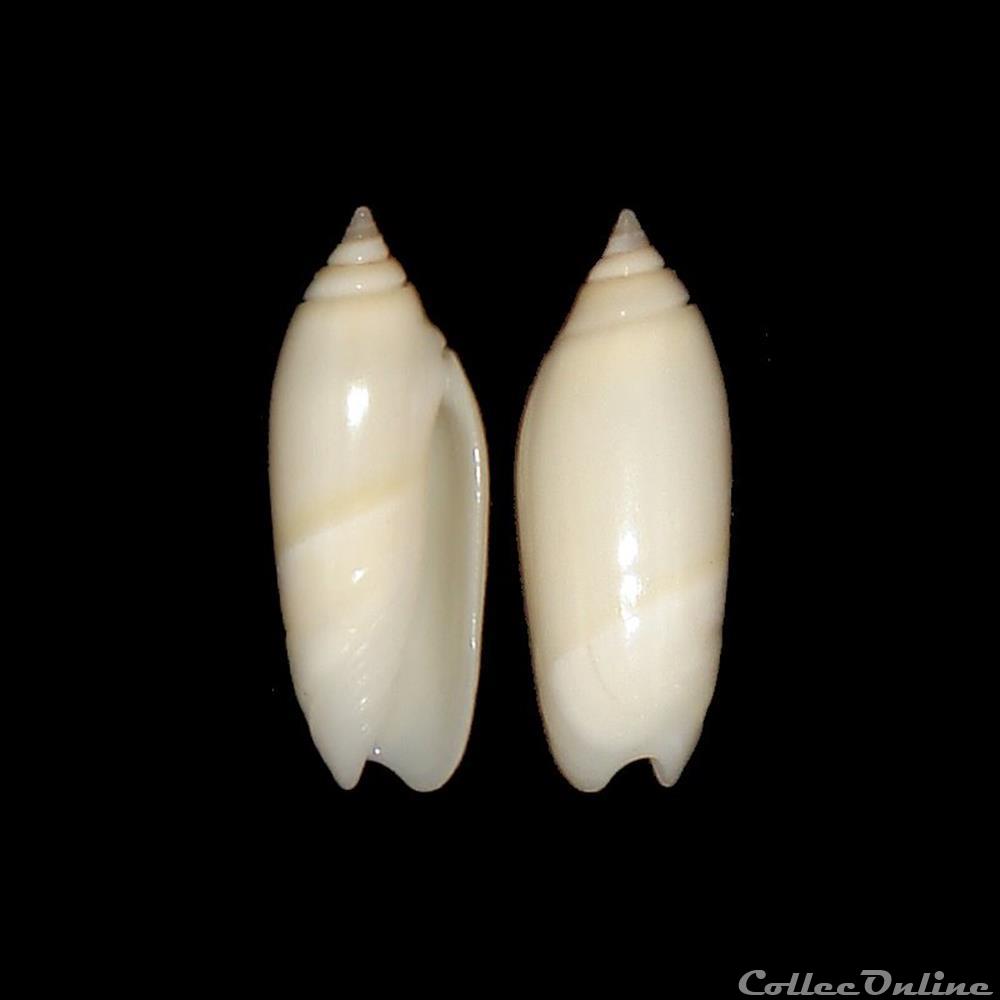 Olividae - Agaronia acuminata boavistensis (Burnay & Conceição, 1986) coquillages fossiles gastropoda olividae agaronia acuminata boavistensis burnay conceicao 1986