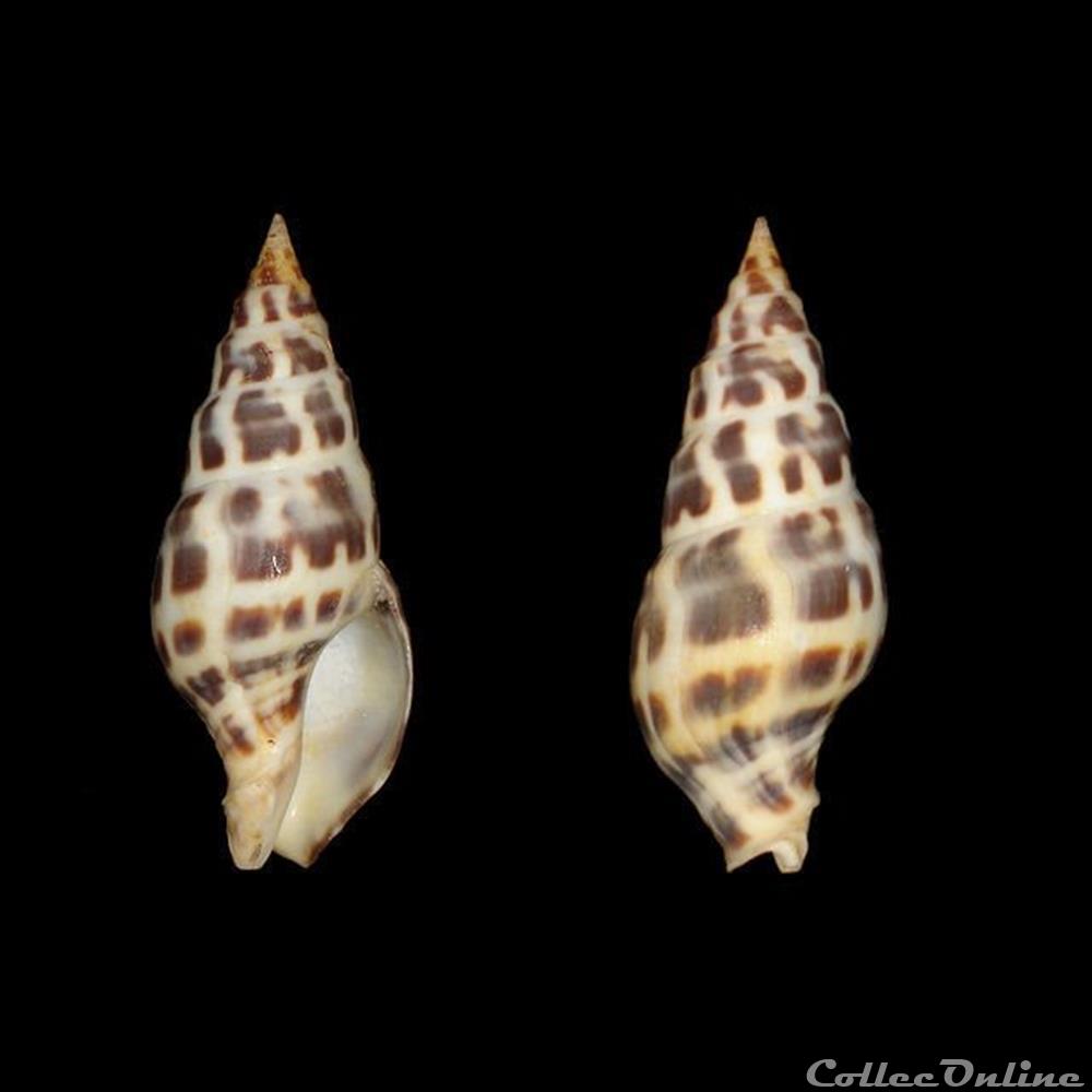 coquillages fossiles gastropoda clavatulidae pusionella nifat bruguiere 1789