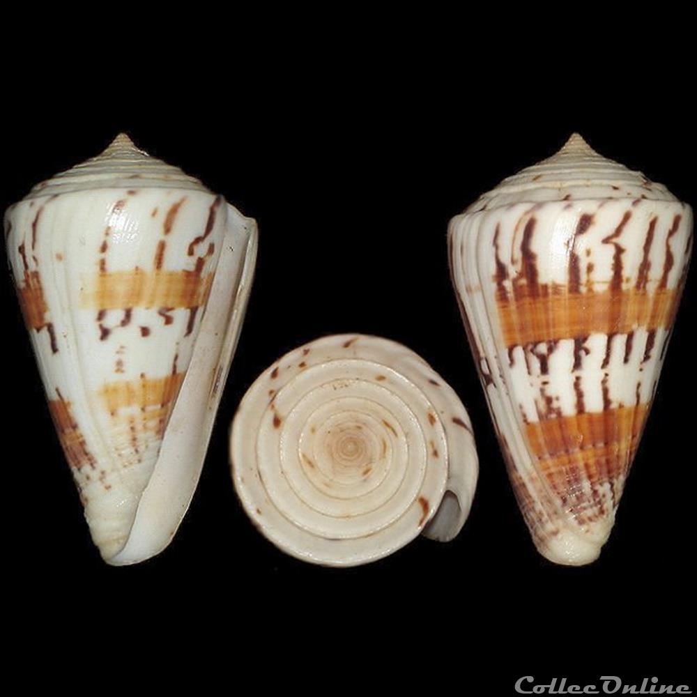 coquillages fossiles gastropoda kioconus kioconus malacanus hwass in bruguiere 1792