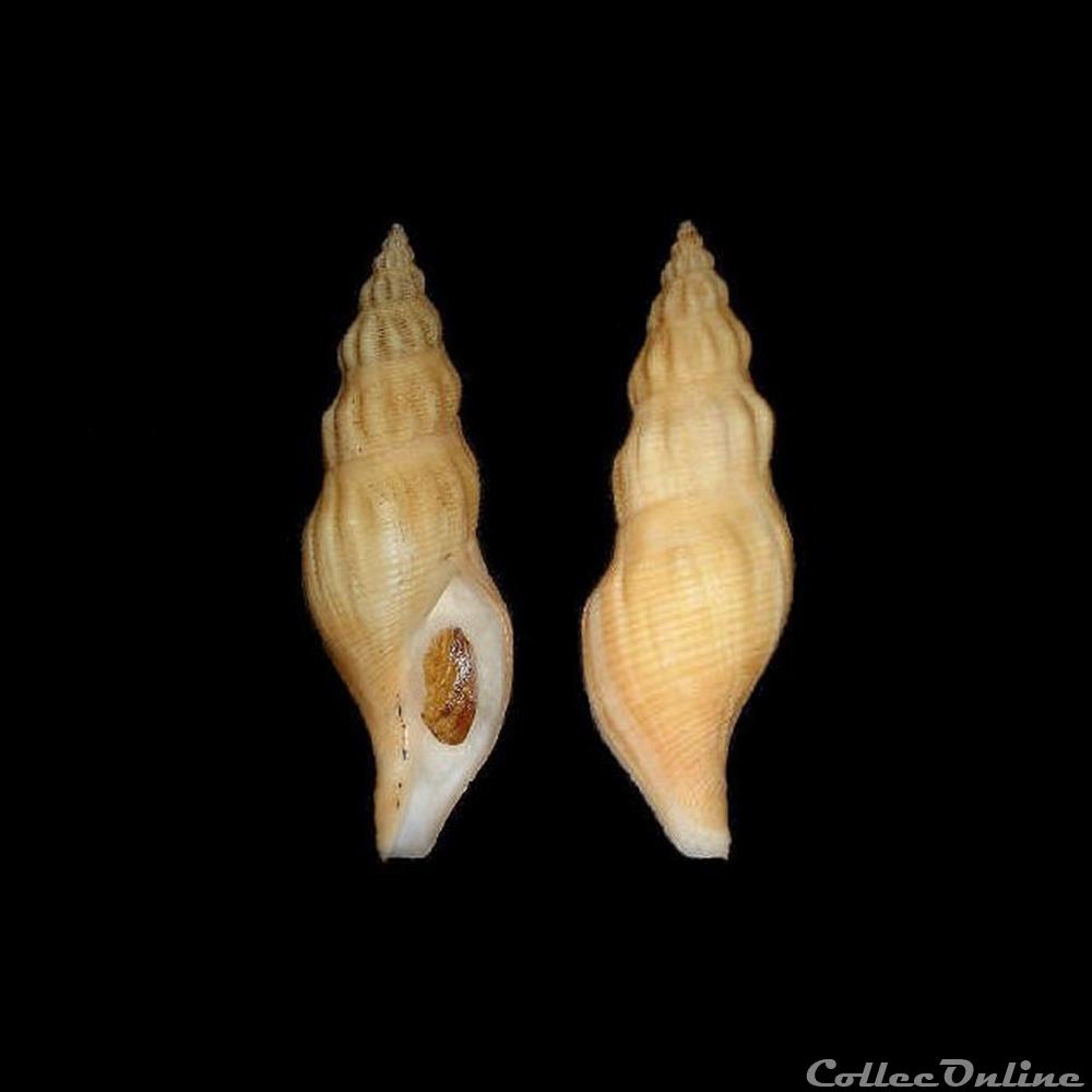 Buccinidae - Manaria fusiformis (Clench & Aguayo, 1941) coquillages fossiles gastropoda buccinidae manaria fusiformis clench aguayo 1941