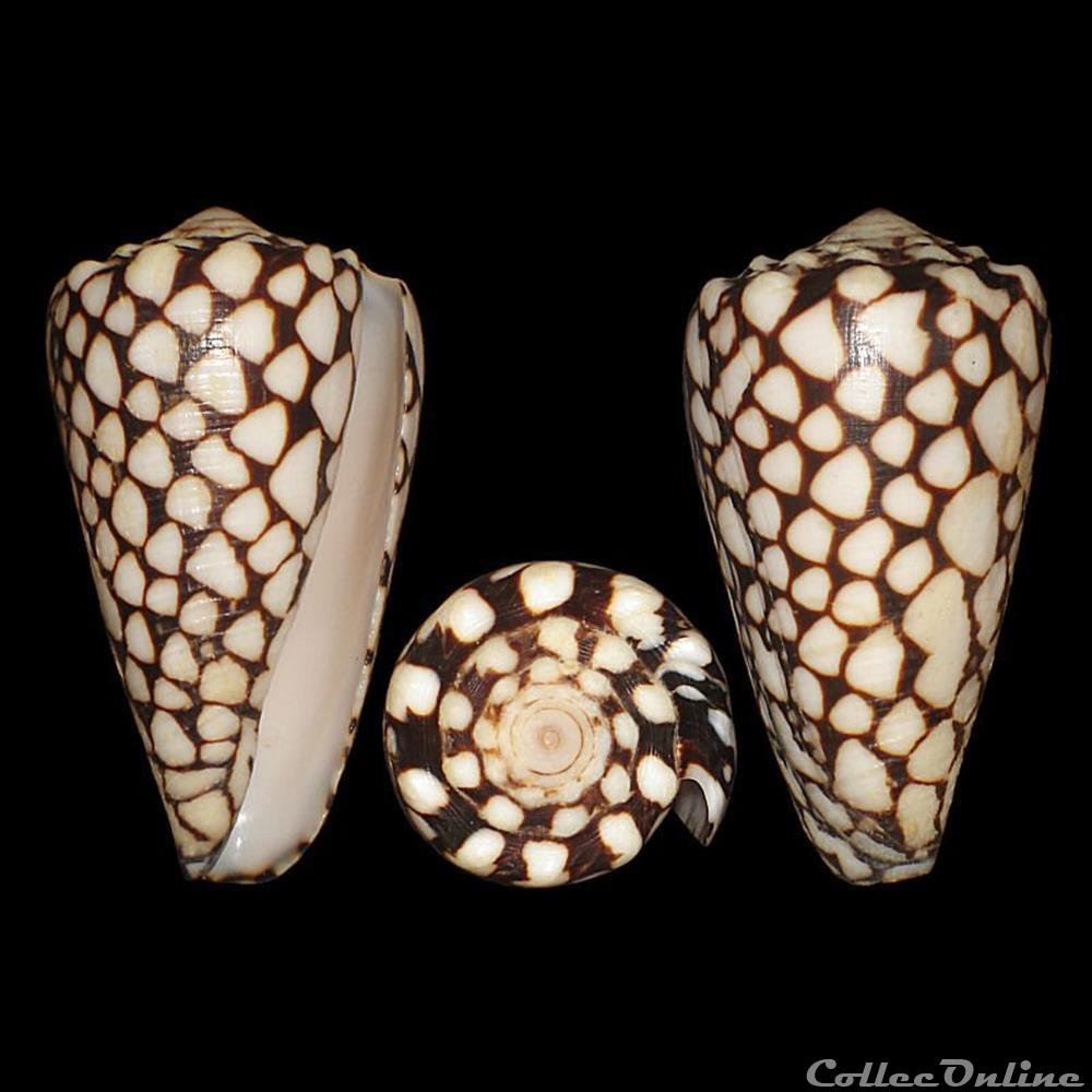 Conus marmoreus (Linné, 1758) coquillages fossiles gastropoda conus marmoreus linne 1758