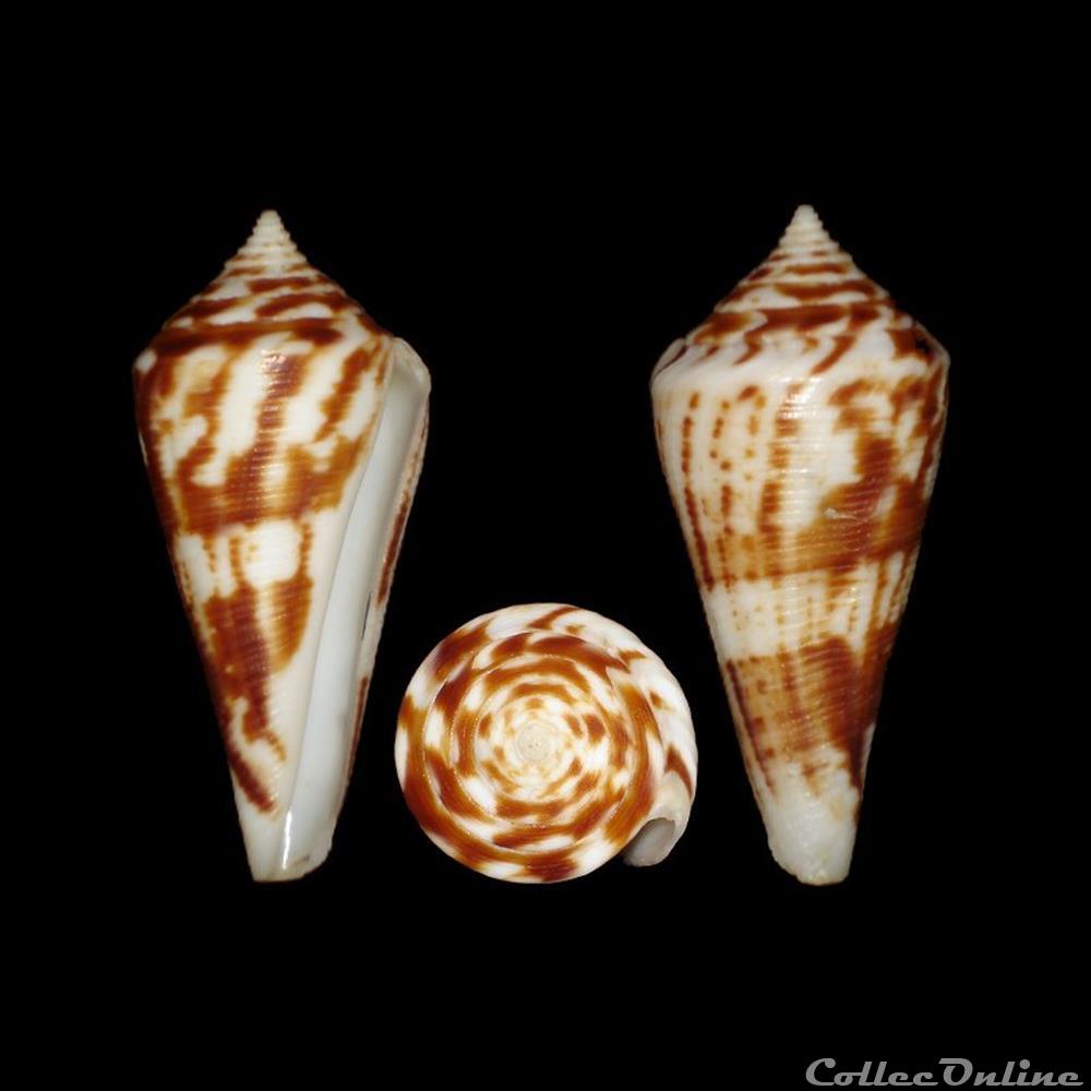 Dauciconus (Dauciconus) villepinii (Fischer & Bernardi, 1867) coquillages fossiles gastropoda dauciconus dauciconus villepinii fischer bernardi 1867