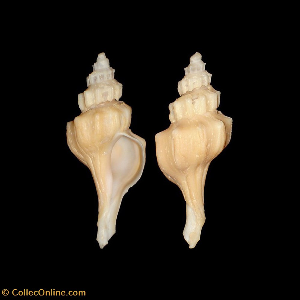 Muricidae - Pagodula fraseri (Knudsen, 1956) coquillages fossiles gastropoda muricidae pagodula fraseri knudsen 1956