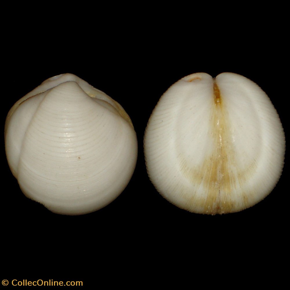 coquillages fossiles bivalvia lucinidae lucina adansoni d orbigny 1840