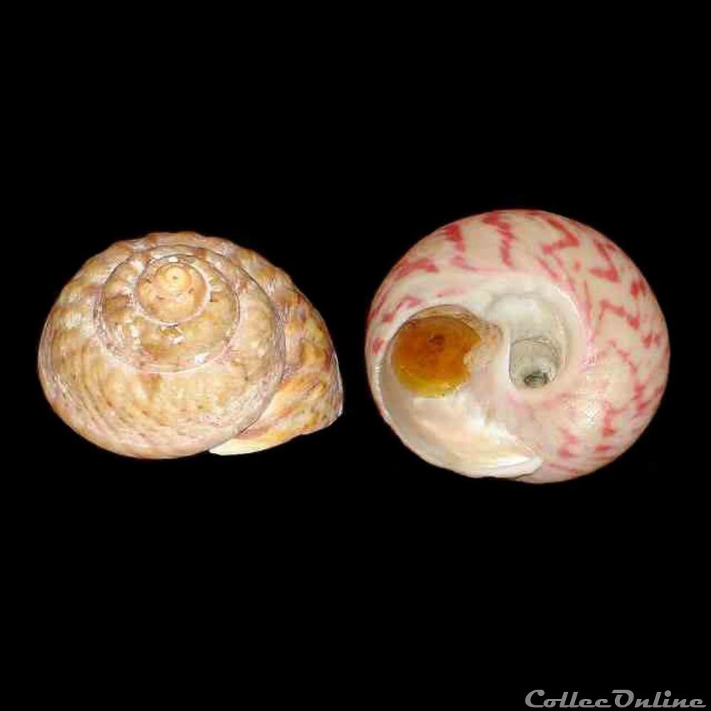 coquillages fossiles gastropoda trochidae gibbula magus linne 1758