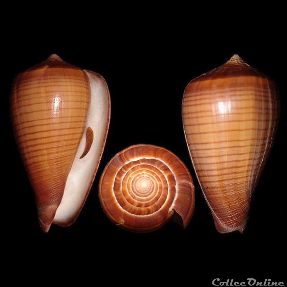 Dendroconus figulinus (Linné, 1758) coquillages fossiles gastropoda dendroconus figulinus linne 1758
