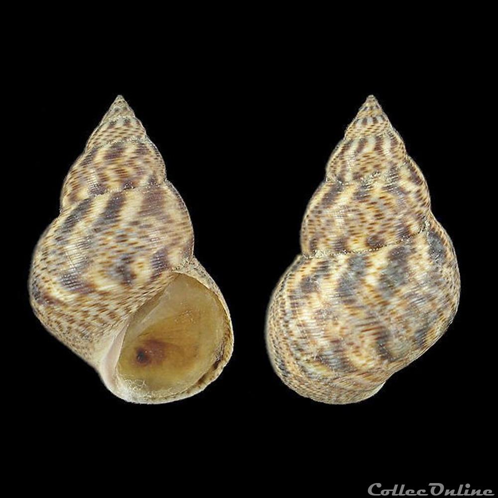 coquillages fossiles gastropoda littorinidae littoraria angulifera lamarck 1822