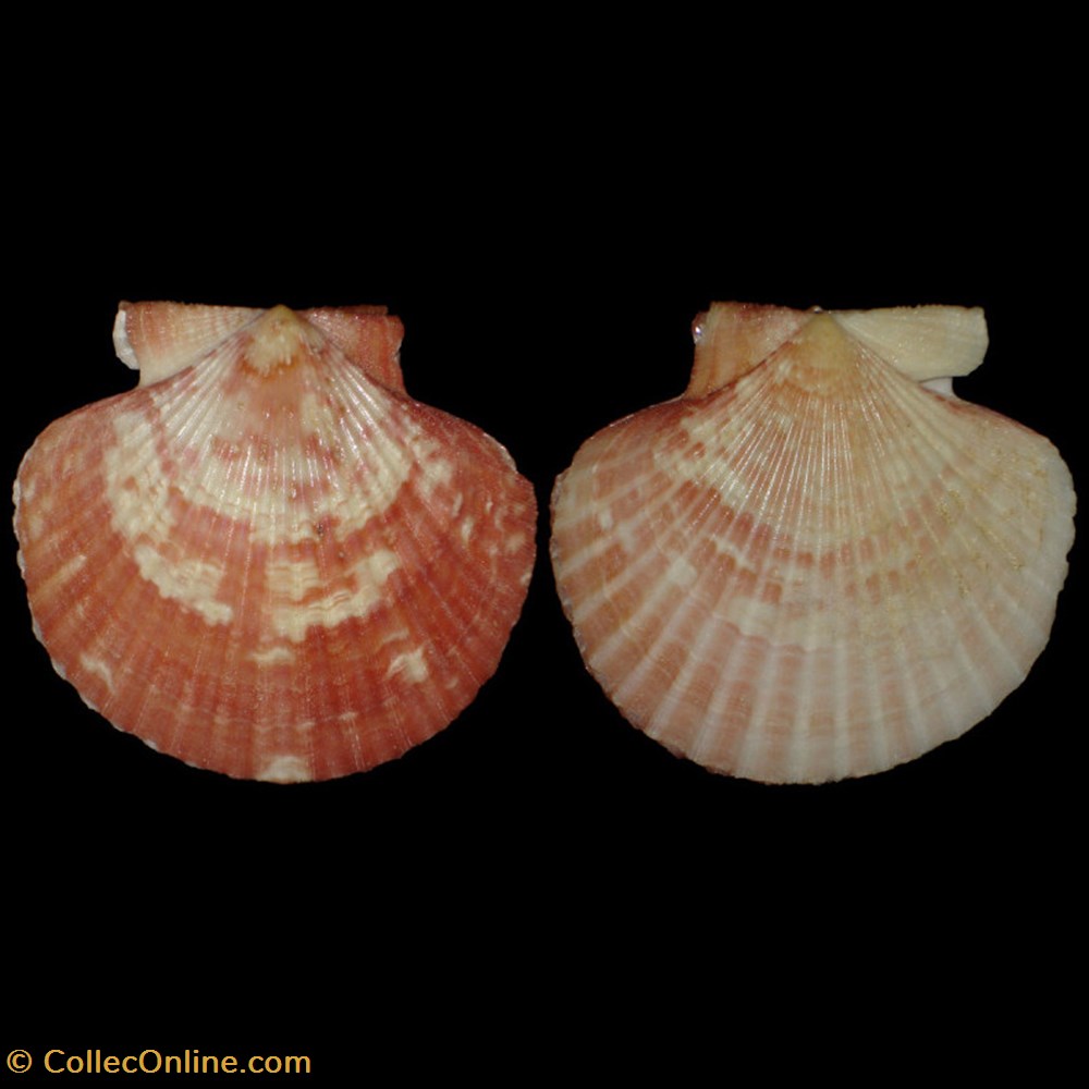 Pectinidae - Aequipecten opercularis (Linné, 1758) coquillages fossiles bivalvia pectinidae aequipecten opercularis linne 1758