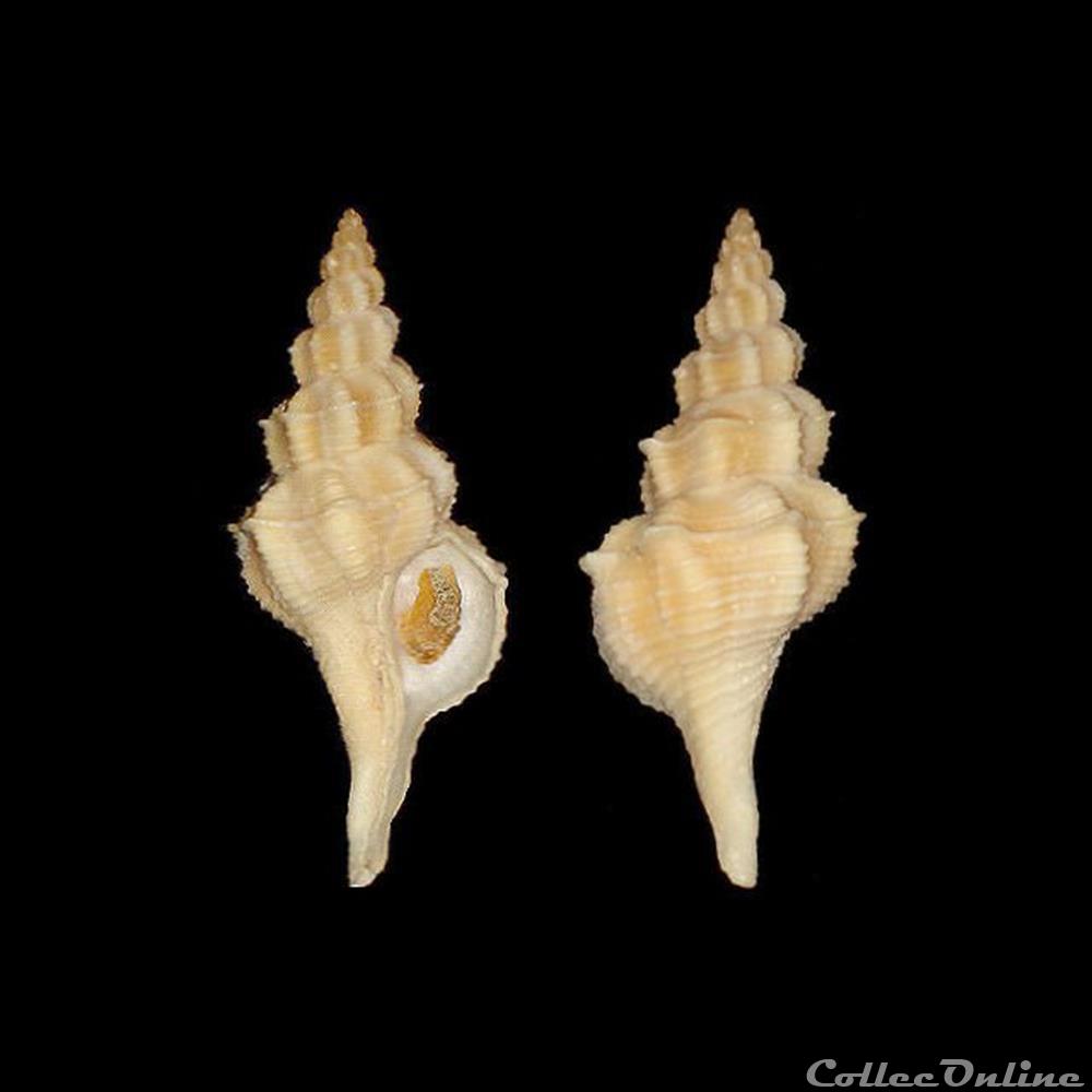 Fasciolariidae - Pseudofusus rostratus (Olivi, 1792) coquillages fossiles gastropoda fasciolariidae pseudofusus rostratus olivi 1792
