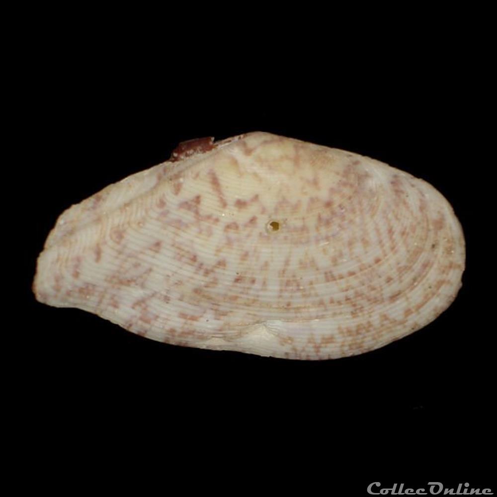 coquillages fossiles bivalvia tellinidae tellinella listeri roding 1798