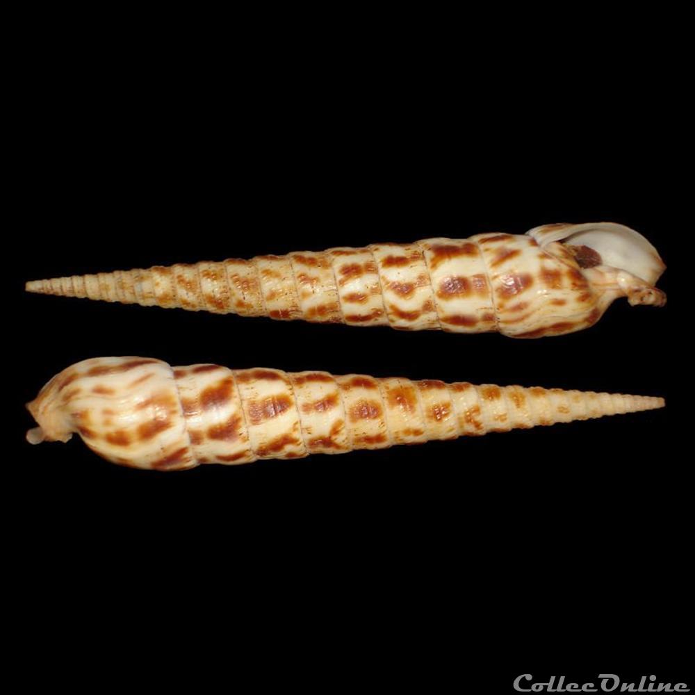 Terebridae - Terebra taurina (Lightfoot, 1786) coquillages fossiles gastropoda terebridae terebra taurina lightfoot 1786