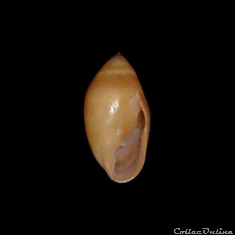 Ellobiidae - Tralia ovula (Bruguière, 1789) coquillages fossiles gastropoda ellobiidae tralia ovula bruguiere 1789