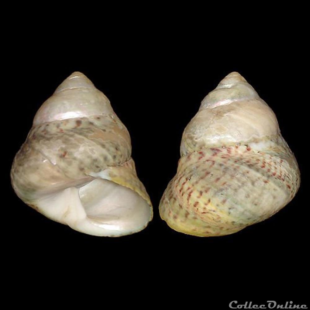coquillage fossile gastropodum trochidae phorcus mutabilis philippi 1846