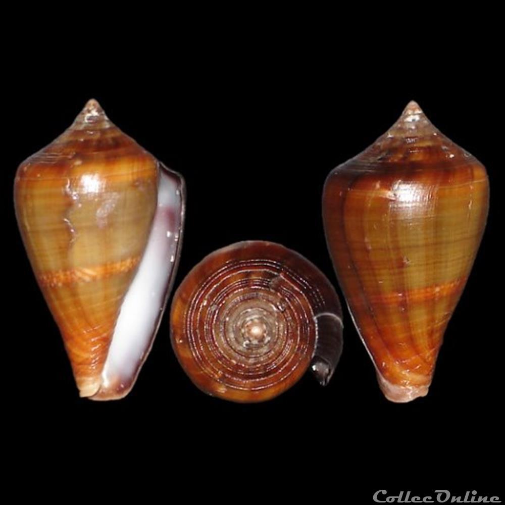 Lautoconus (Africonus) fantasmalis (Rolán, 1990) coquillages fossiles gastropoda lautoconus africonus fantasmalis rolan 1990