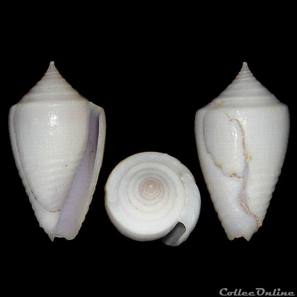 coquillages fossiles gastropoda conidae ximeniconus perplexiconus puncticulatus columba hwass in bruguiere 1792