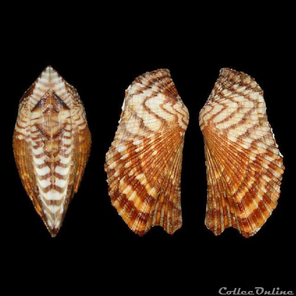 coquillages fossiles bivalvia arcidae arca zebra swainson 1833