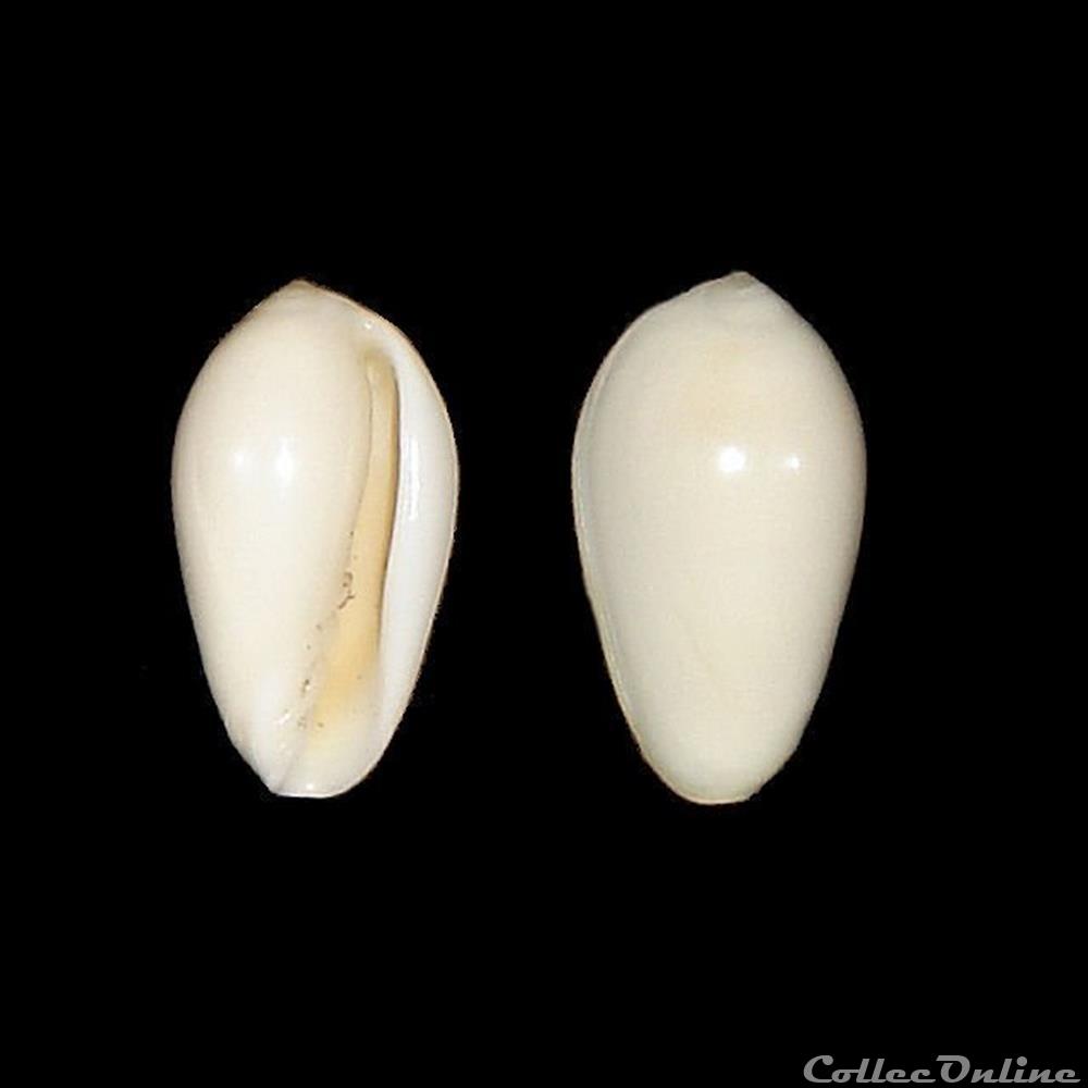 coquillages fossiles gastropoda marginellidae volvarina deliciosa bavay in dautzenberg 1912