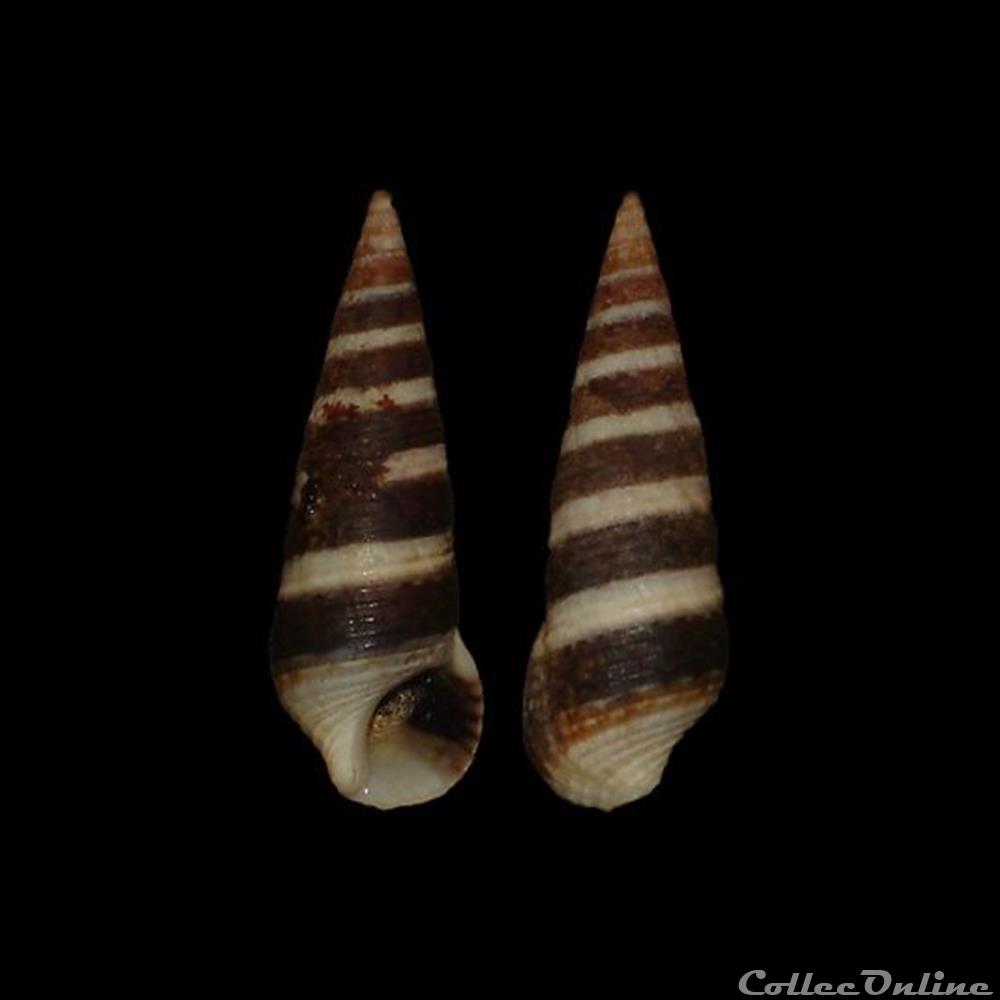 Thiaridae - Pachymelania aurita (Müller, 1774) coquillages fossiles gastropoda thiaridae pachymelania aurita muller 1774