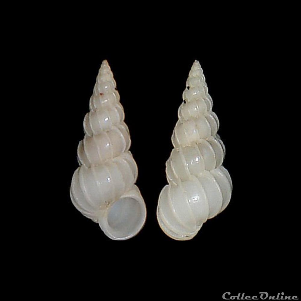 coquillages fossiles gastropoda epitoniidae epitonium multistriatum say 1826