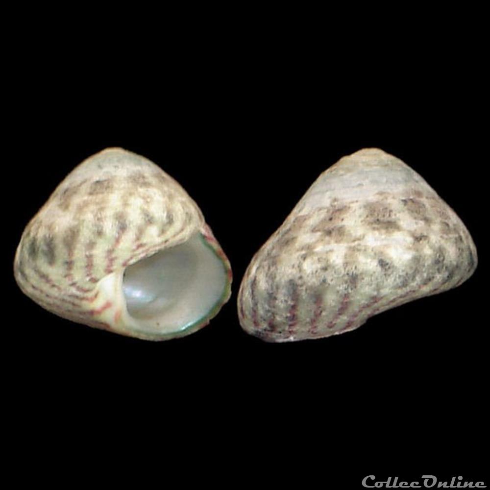 coquillage fossile gastropodum trochidae steromphala pennanti philippi 1846
