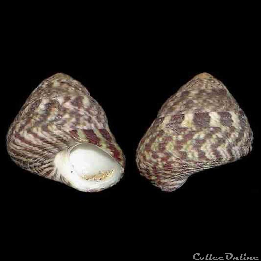 Trochidae - Steromphala pennanti (Philippi, 1846) coquillage fossile gastropodum trochidae steromphala pennanti philippi 1846