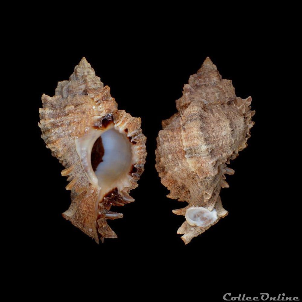 Muricidae - Phyllonotus pomum (Gmelin, 1791) coquillages fossiles gastropoda muricidae phyllonotus pomum gmelin 1791