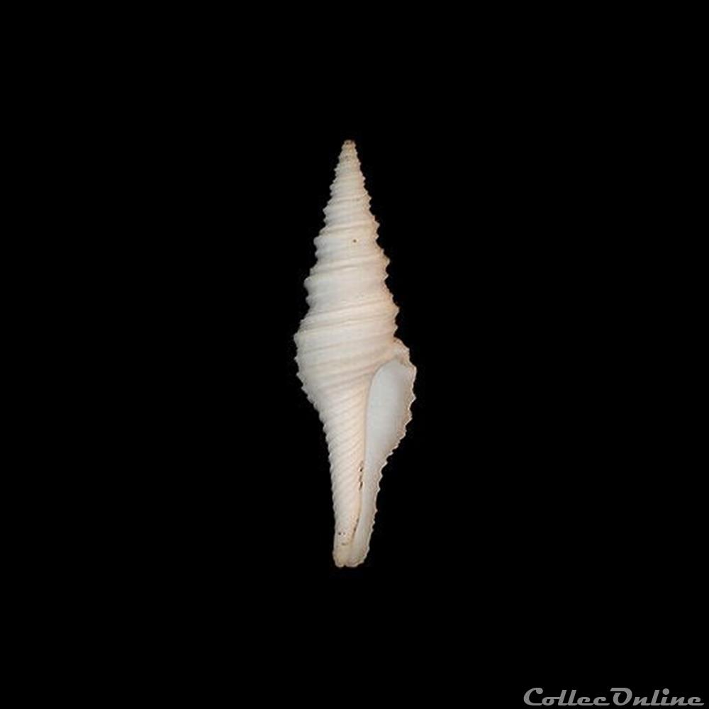 coquillages fossiles gastropoda turridae polystira albida perry 1811