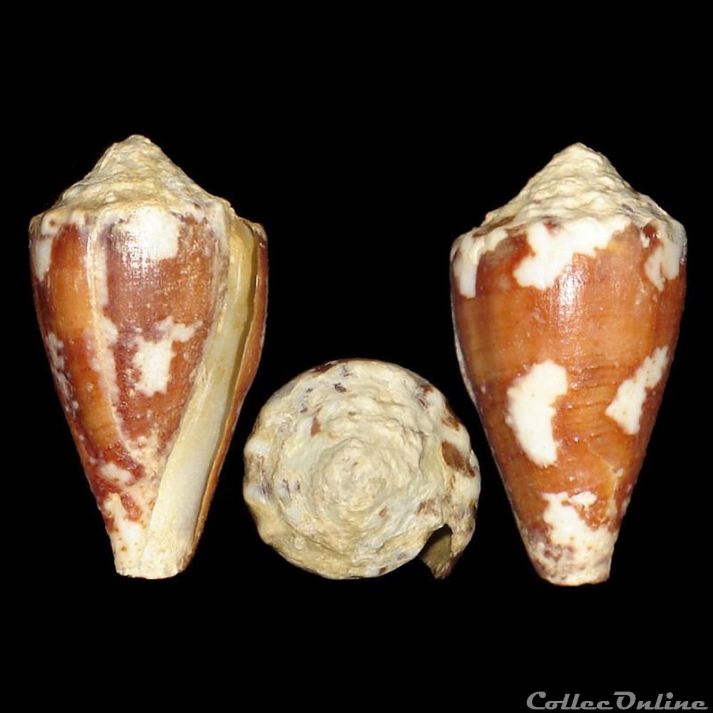 Conidae - Stephanoconus regius (Gmelin, 1791) coquillages fossiles gastropoda conidae stephanoconus regius gmelin 1791