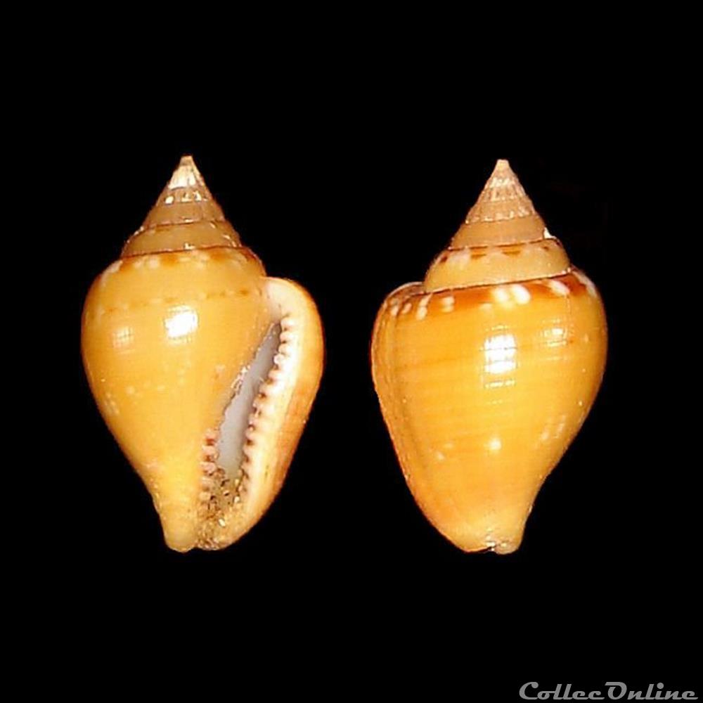 coquillages fossiles gastropoda columbellidae columbella rustica linne 1758