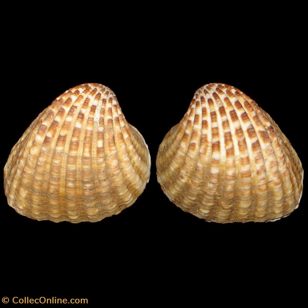 coquillages fossiles bivalvia carditidae cardites antiquatus linne 1758