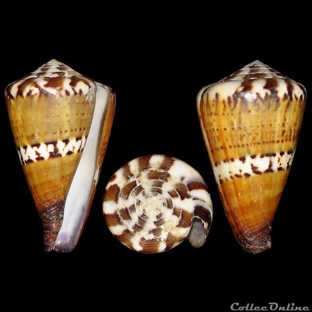 Rhizoconus capitaneus (Linné, 1758) coquillages fossiles gastropoda rhizoconus capitaneus linne 1758