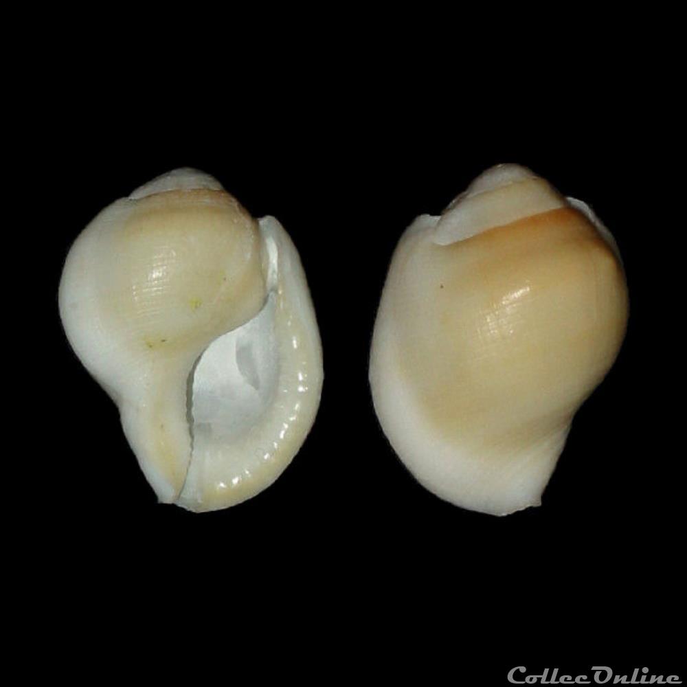 Bursidae - Aspa margineta (Gmelin, 1791) coquillage fossile gastropodum bursidae aspa margineta gmelin 1791