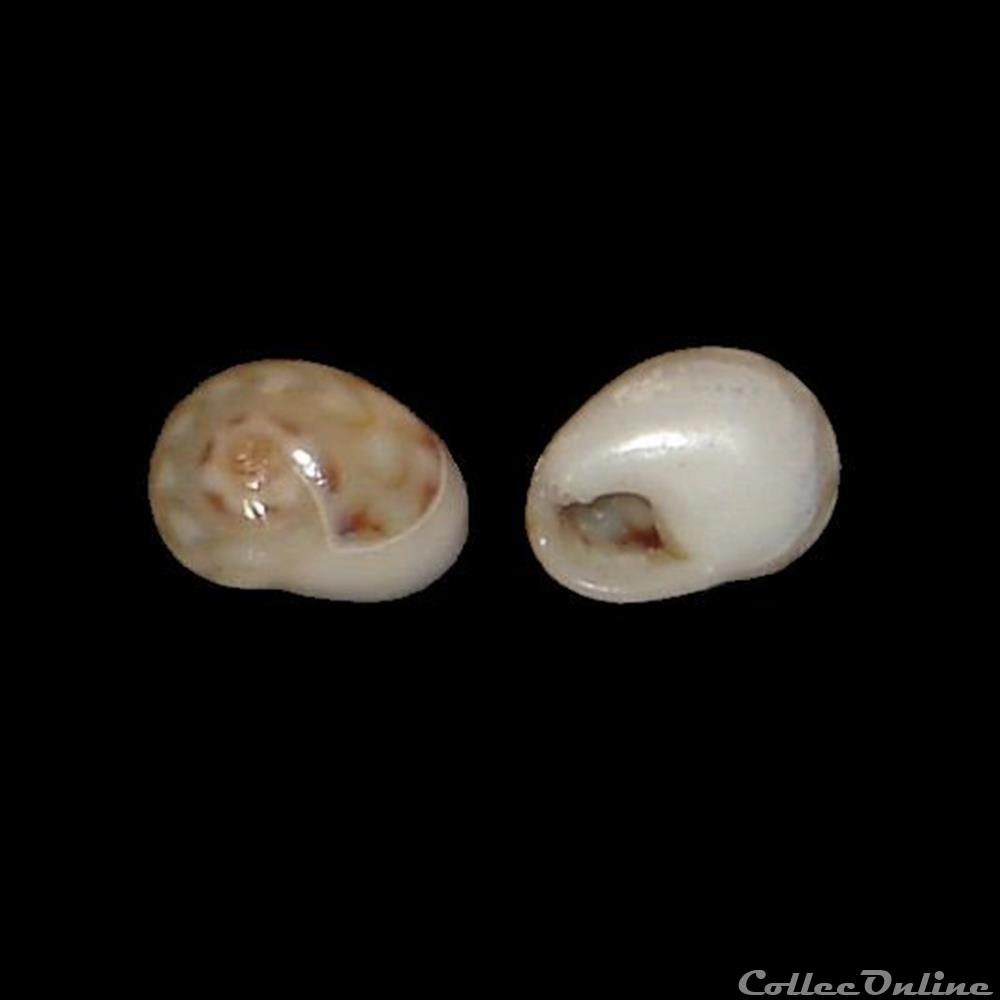 Nassariidae - Tritia pellucida (Risso, 1826) coquillage fossile gastropodum nassariidae tritia pellucida risso 1826
