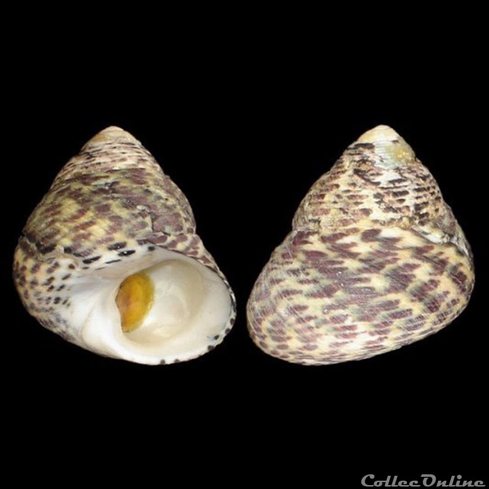 coquillage fossile gastropodum trochidae phorcus turbinatus born 1778