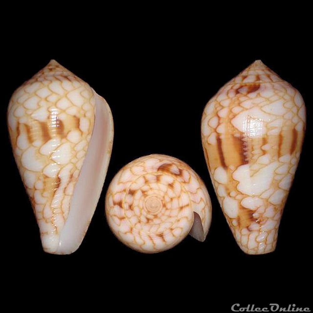 Cylinder retifer (Menke, 1829) coquillages fossiles gastropoda cylinder retifer menke 1829