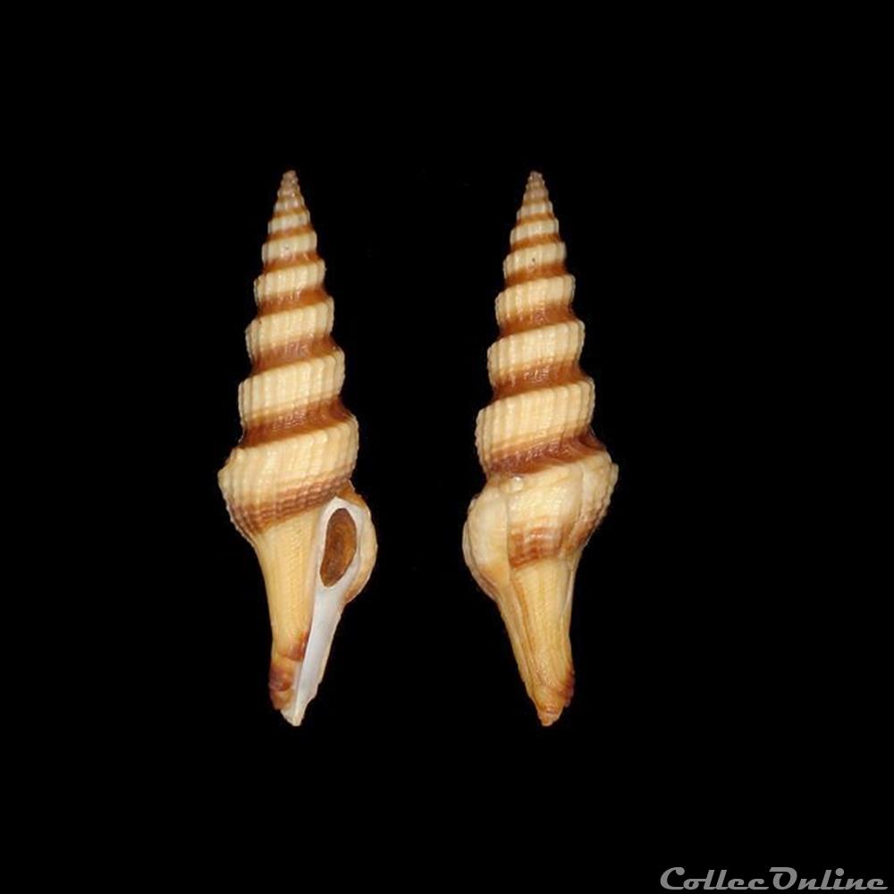 coquillages fossiles gastropoda turridae fusiturris similis bivona 1838