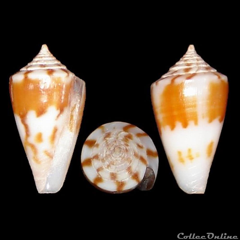 Lividoconus garywilsoni (Lorenz & Morrison, 2004) coquillages fossiles gastropoda lividoconus garywilsoni lorenz morrison 2004