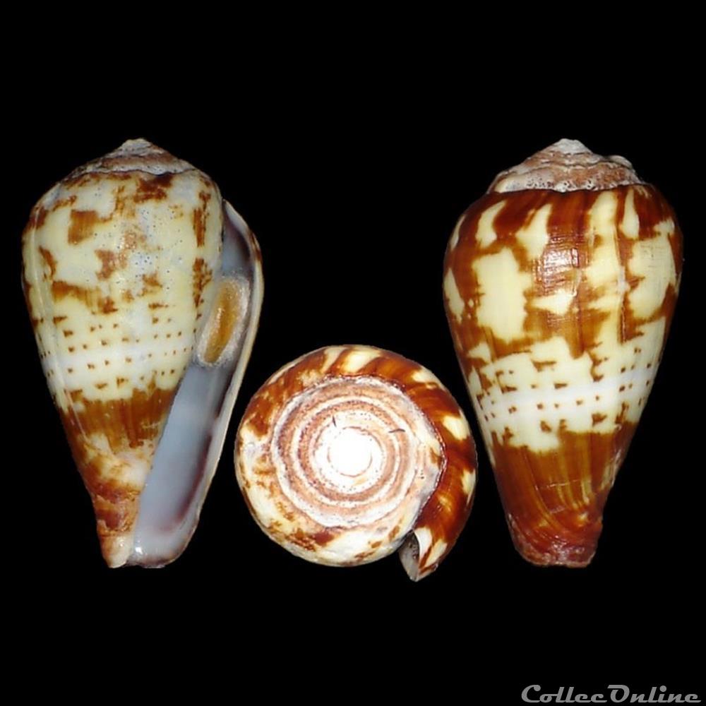 Lautoconus (Varioconus) variegatus (Kiener, 1848) coquillages fossiles gastropoda lautoconus varioconus variegatus kiener 1848