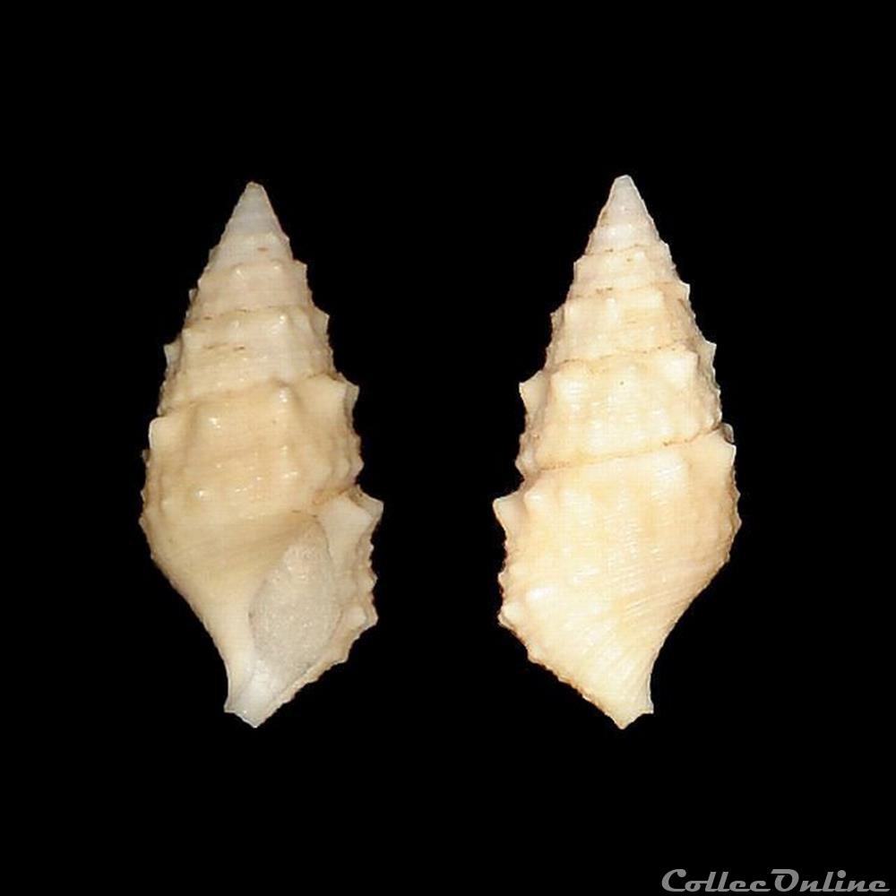Cerithiidae - Cerithium litteratum (Born, 1778) coquillages fossiles gastropoda cerithiidae cerithium litteratum born 1778